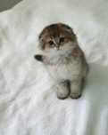 Шотландские котята шиншилла