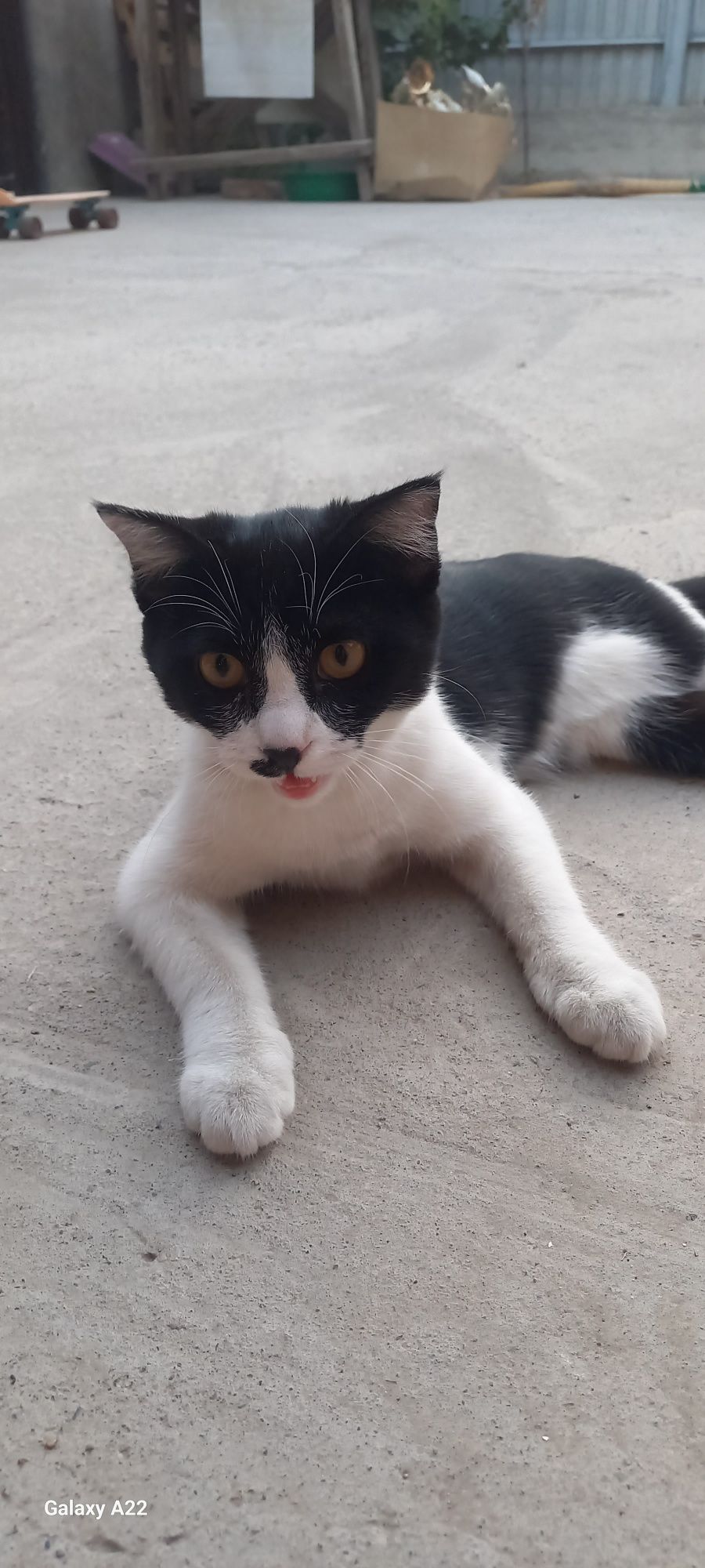 Котёнок  4 мясечный ласковый домашний отдадим  хорошие рукий