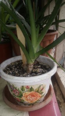 Индийский лук.4года.