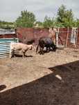 Продам корову месте с теленком