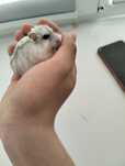 Джунгарский хомяк