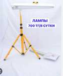 Желтушка лампа от желтухи аренда