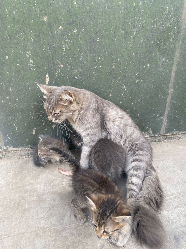 Продаем котята на хорошие руки