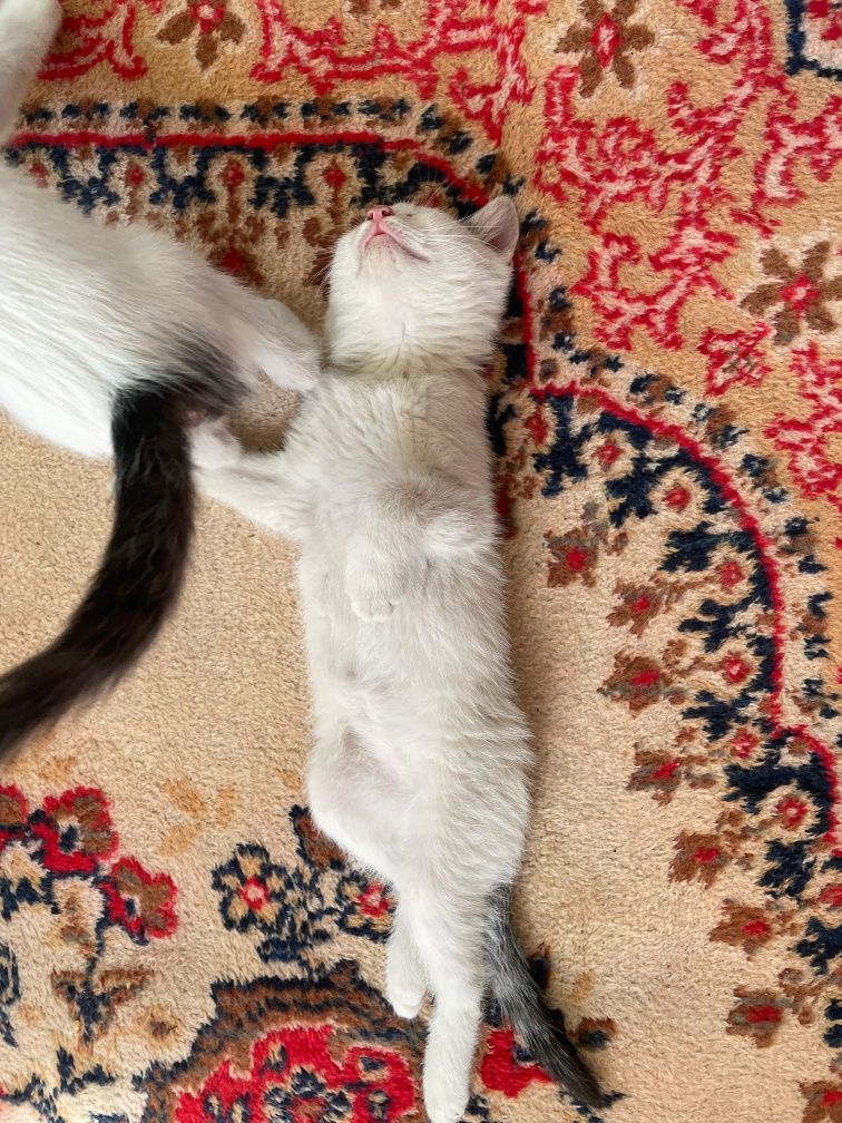 Отдадим в хорошие руки котят