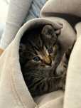 котенок бесплатно