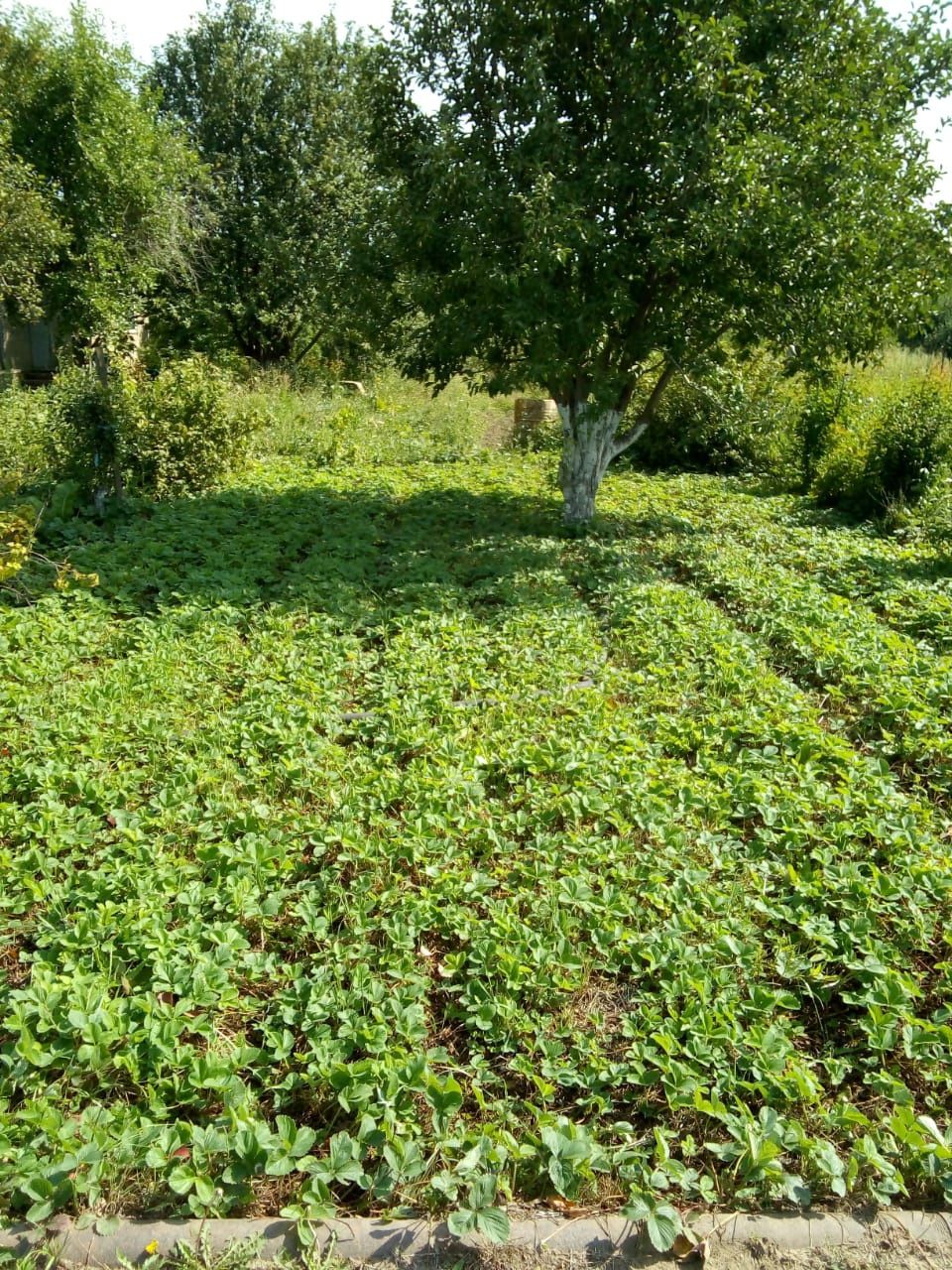Продам дачу в с/к Гидрогеолог