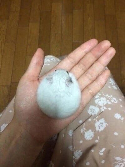 Хомяки джунгарики