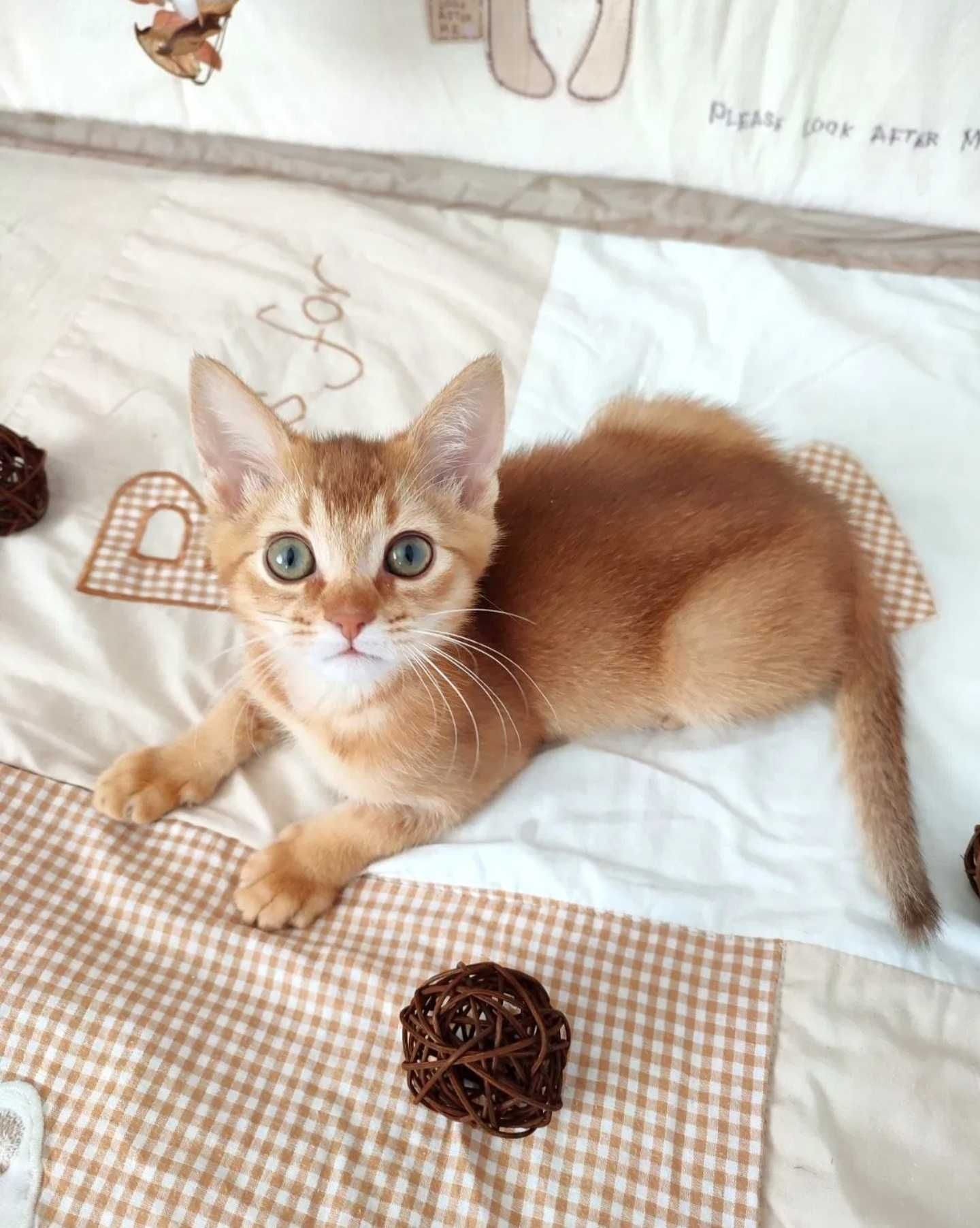 Котята чаузи и абиссинчики лучшие друзья детям