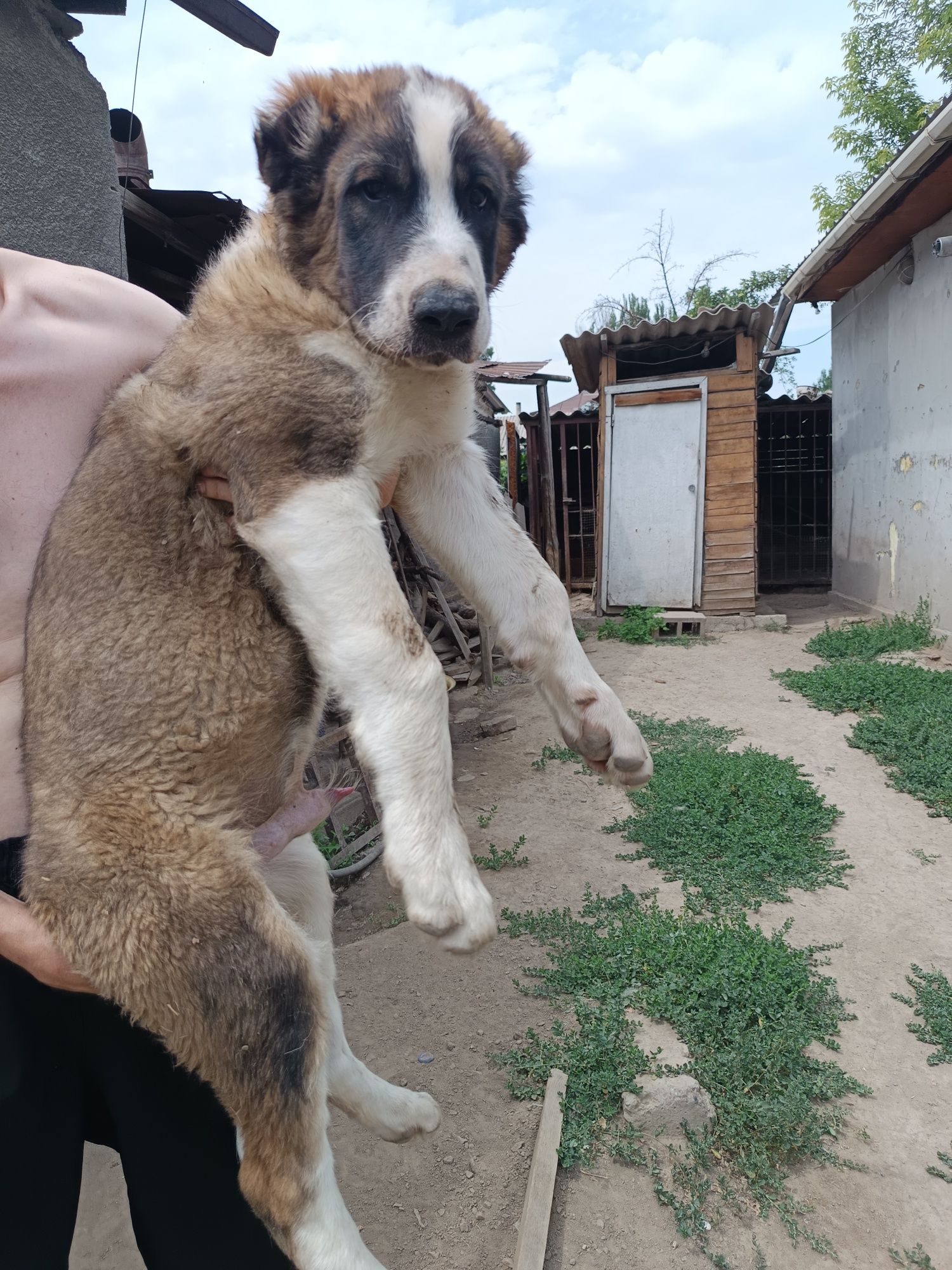 Продам щенков 3 мес