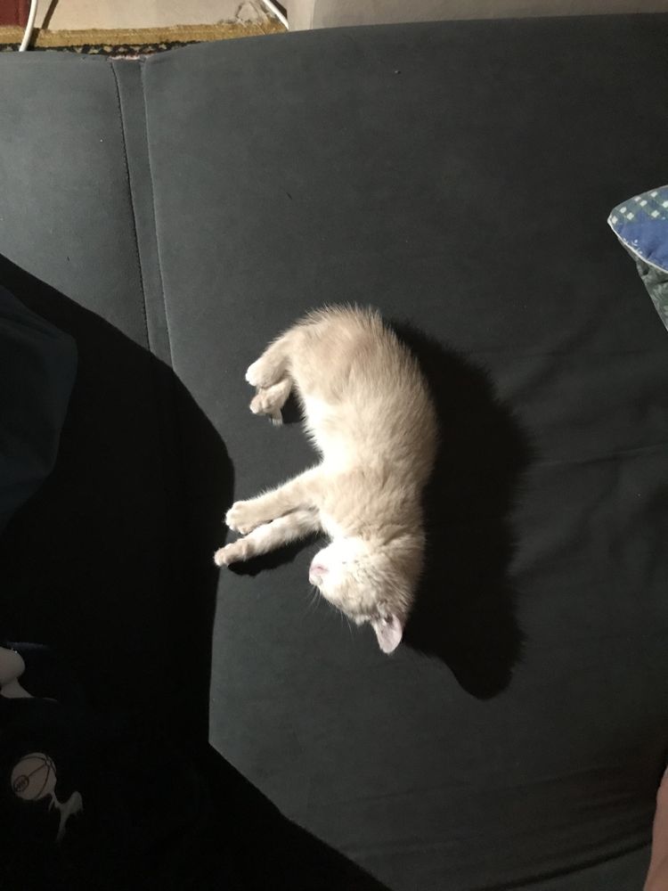 котенок,кошка,мысык,мысық