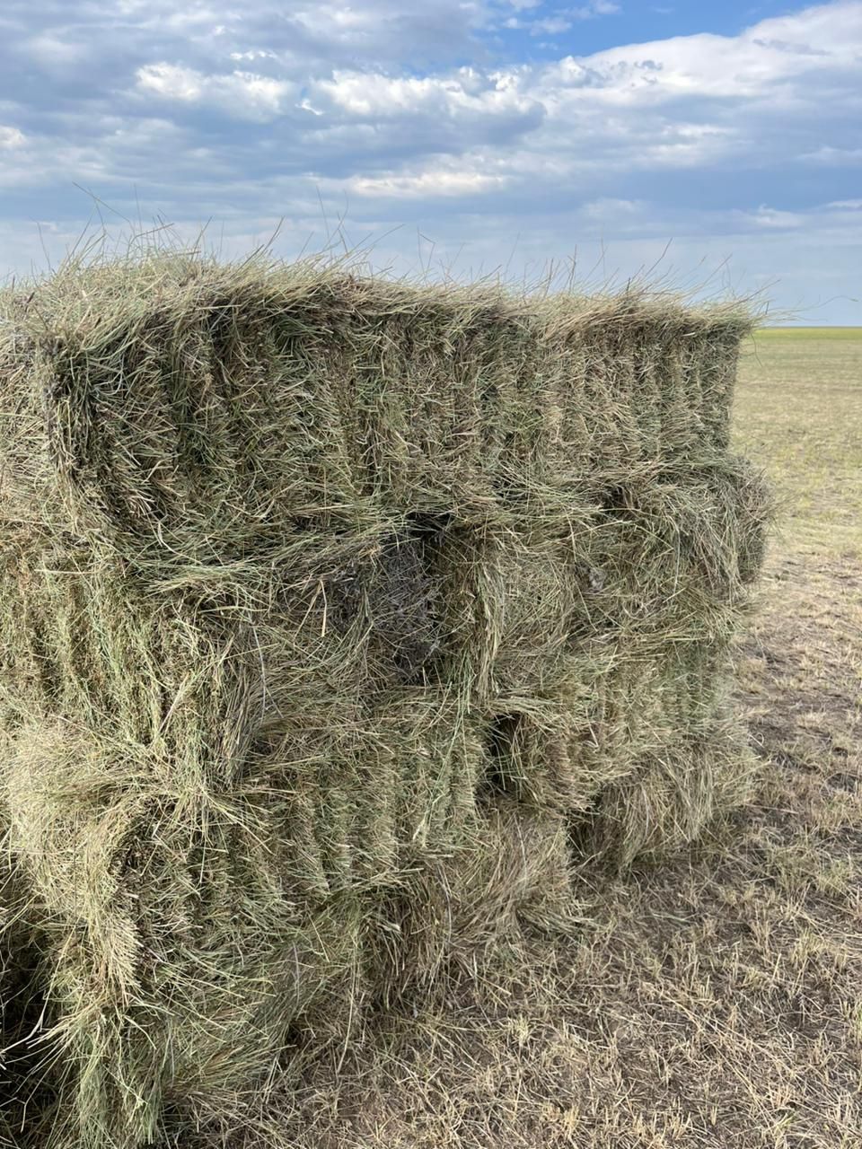 Шөп! Рулон, тюк житняк