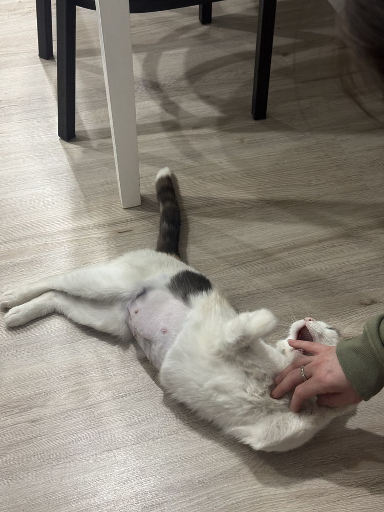 Кошка в добрые руки