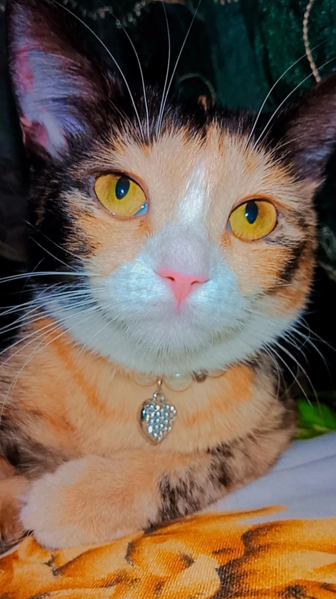 Шикарный красивый котенок
