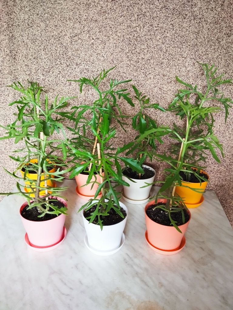 Продам цветы Каланхоэ "Оленьи рожки"