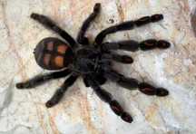 Н/о Psalmopoeus irminia