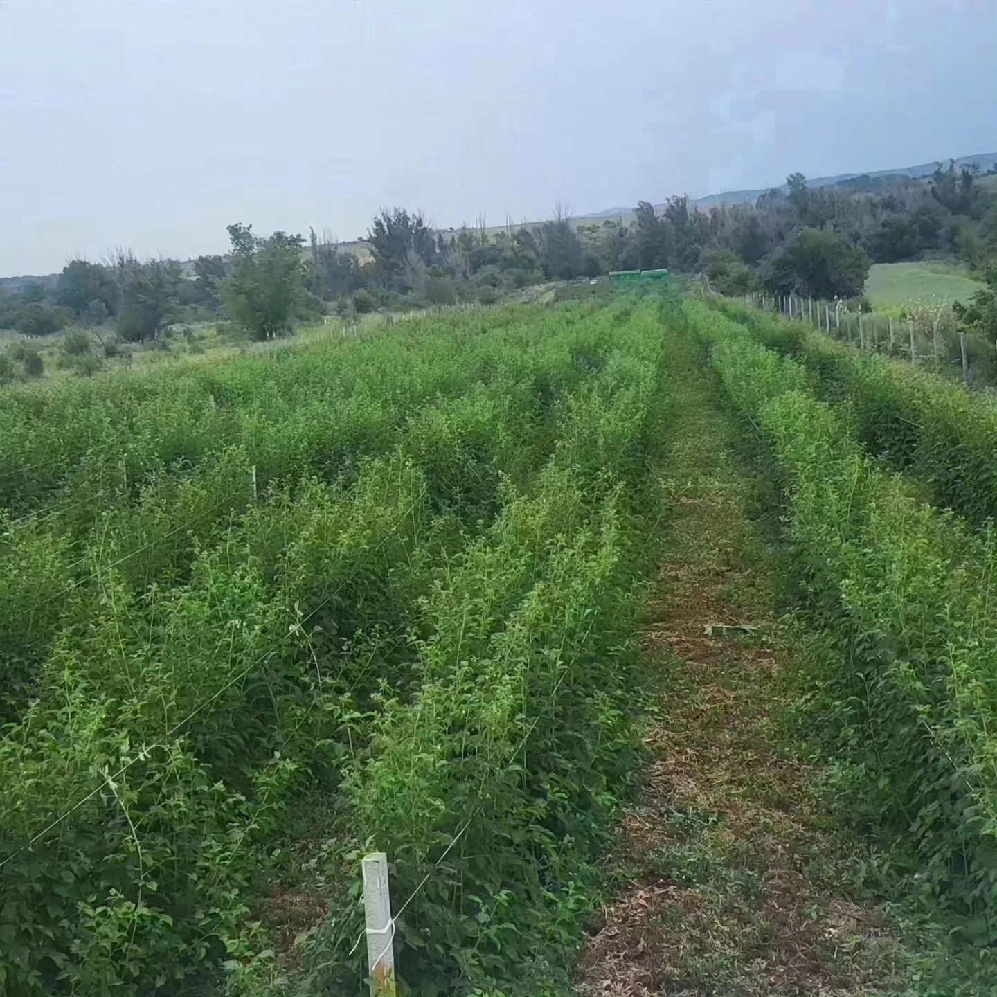 Земля 1 га, выкуплена.