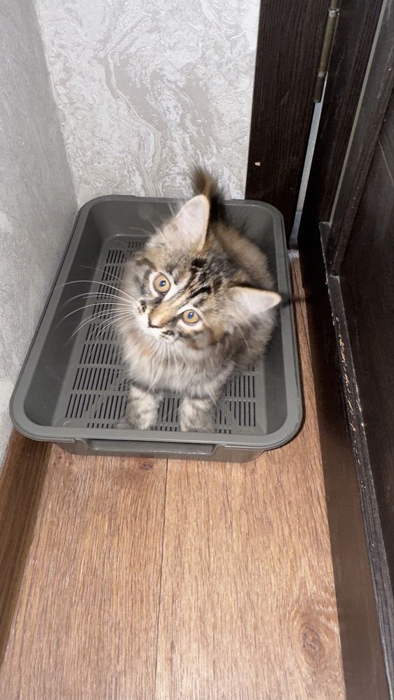 Продаётся котёнок мейн-кун — шикарный пушистик ждёт свою семью!