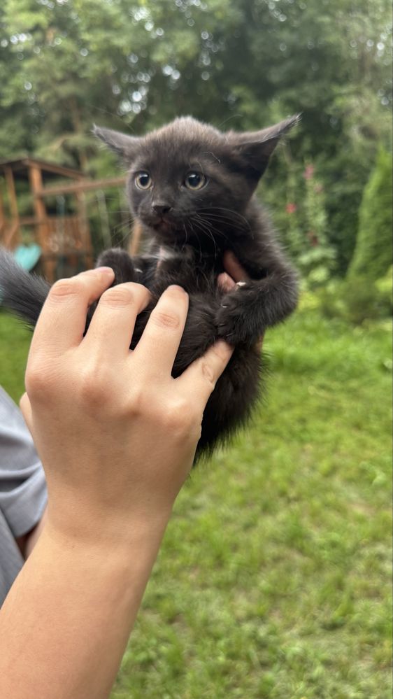 Котята ищут любящих хозяев