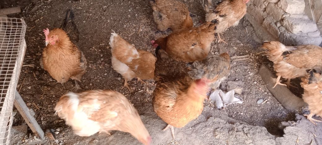 Куры кучинские несушки