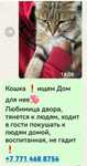 Кошке нужен дом!