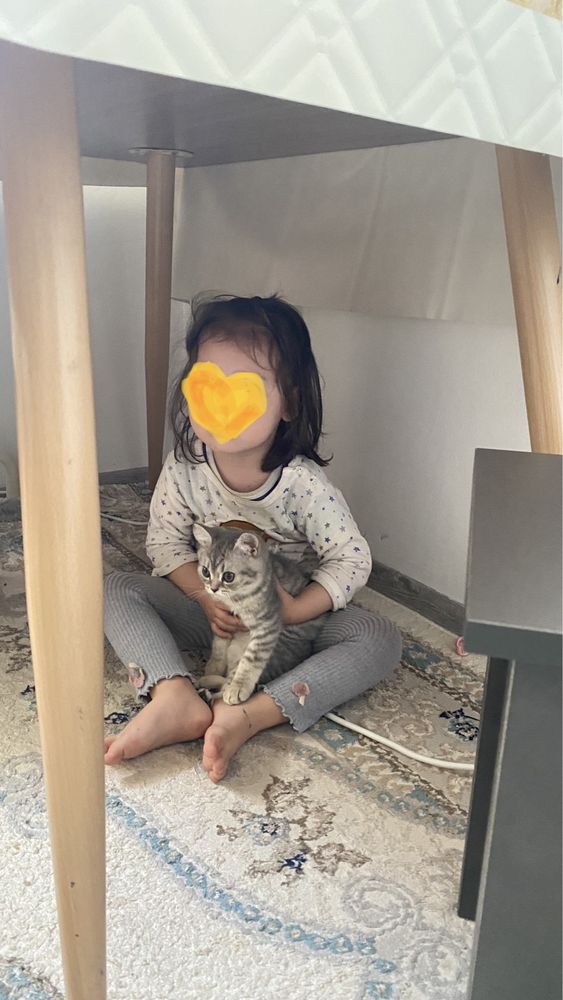 Котенок британский 12 000 тг