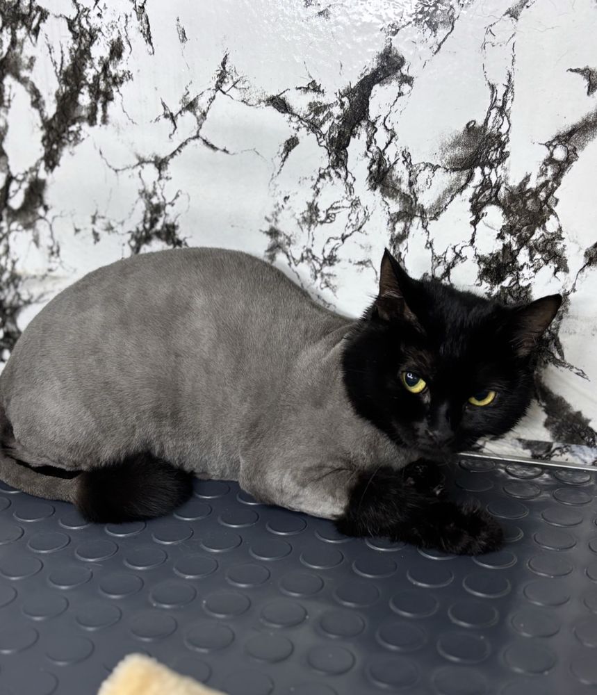 Стрижка кошек , экспресс линька , стрижка собак груминг