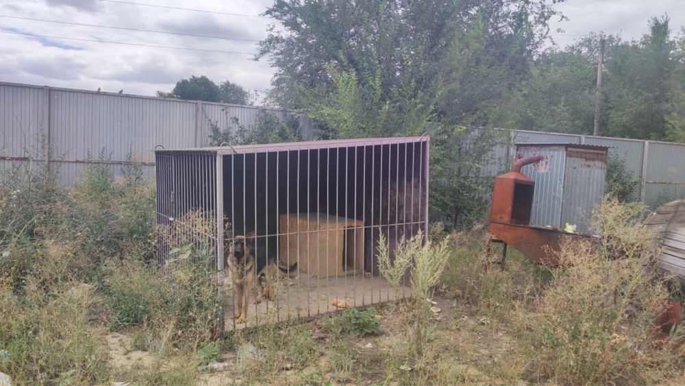 Продам чистокровную немецкую овчарку с вольером