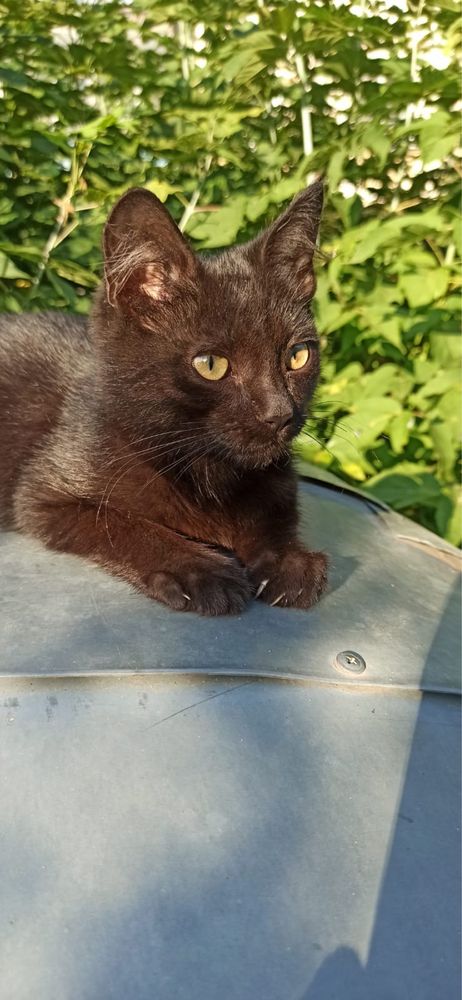 Котята в добрые руки.