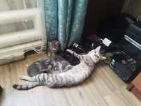 Отдам котят в добрые руки!