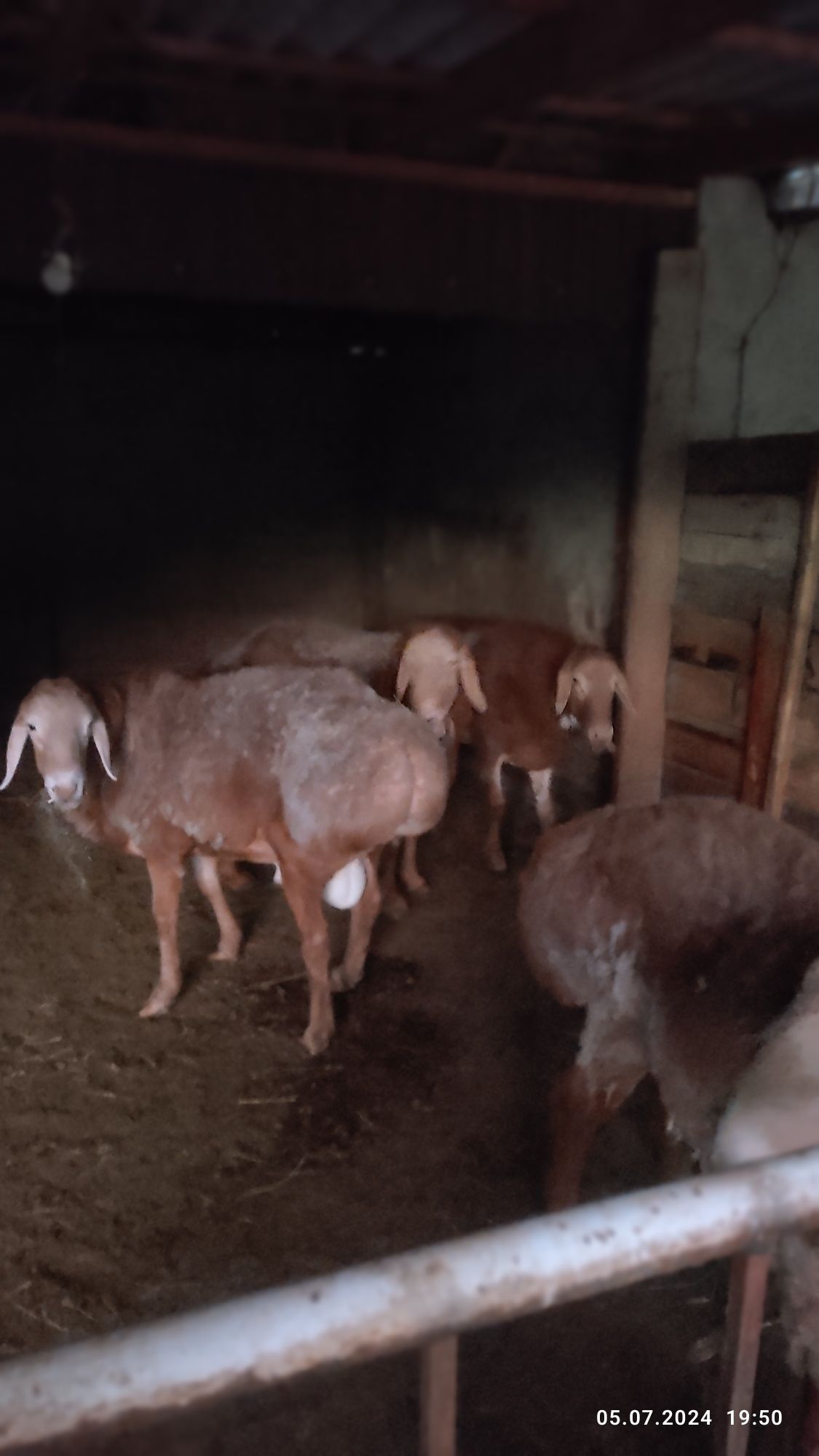 продам  кошкар  арашан