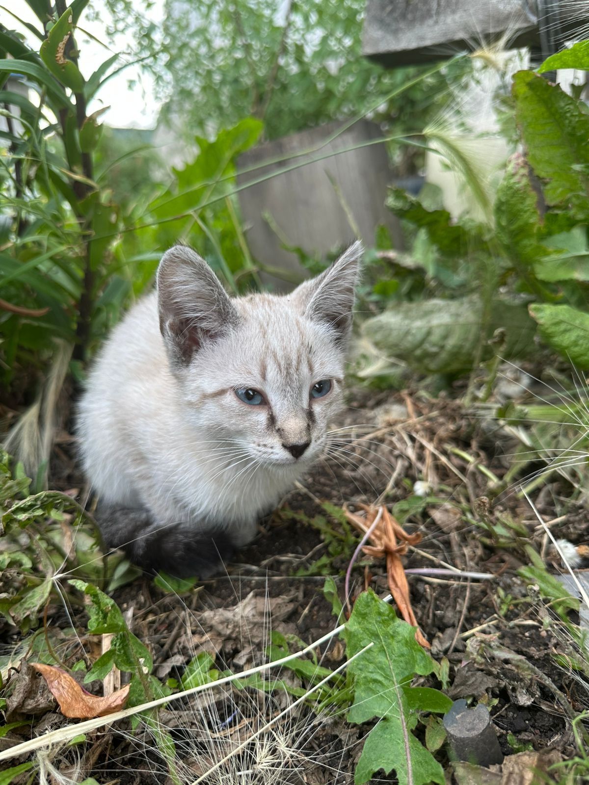 Отдам котёнка в хорошие руки