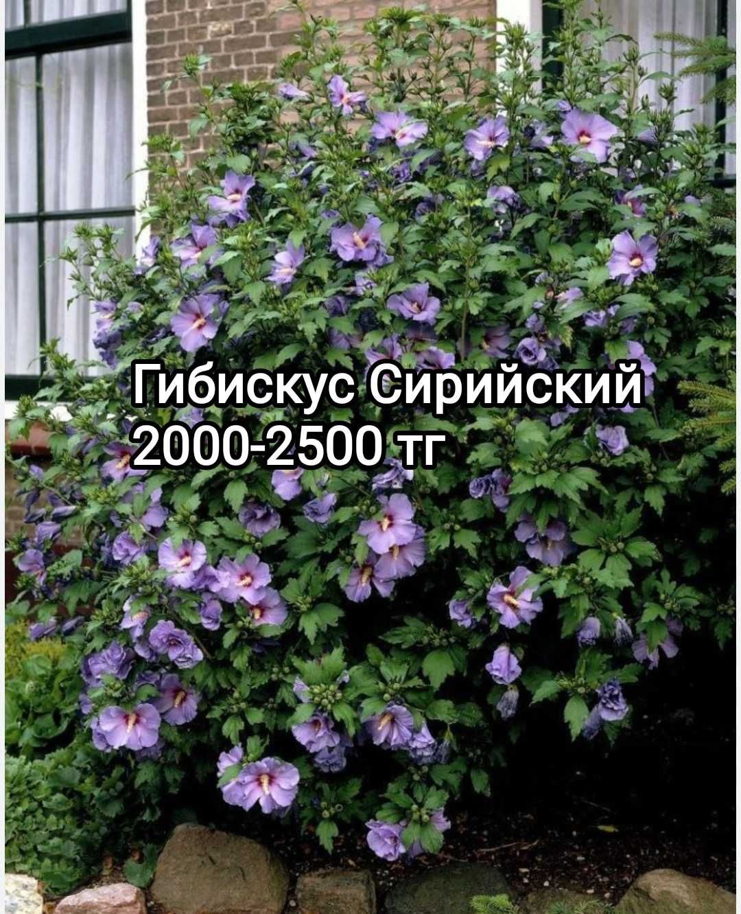 Пионы уже с бутонами по 5 тыс тг,в 5 литровых горшках .