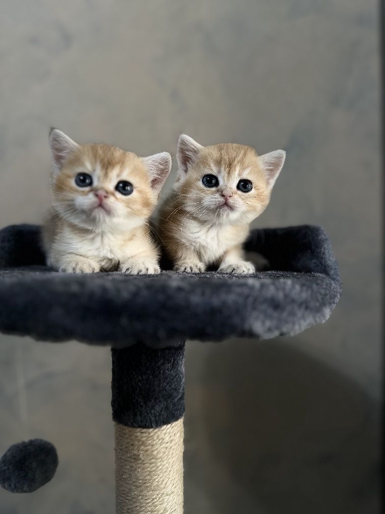 Котята Золотая шиншилла