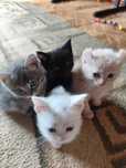 Продам двухмесячных котят