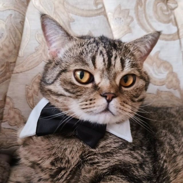 Шотландский кот страйт