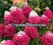 Садовые растения более 80 видов! Цены от 500 тг . Туи , можжевельники