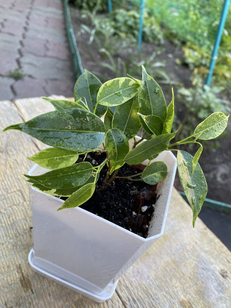 Продаю излишки комнатных растений.