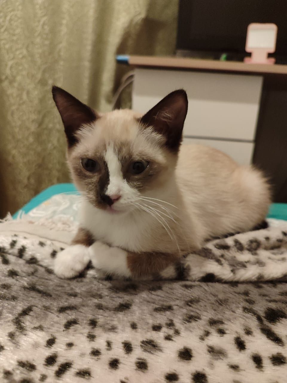 Отдам котят в добрые руки!
