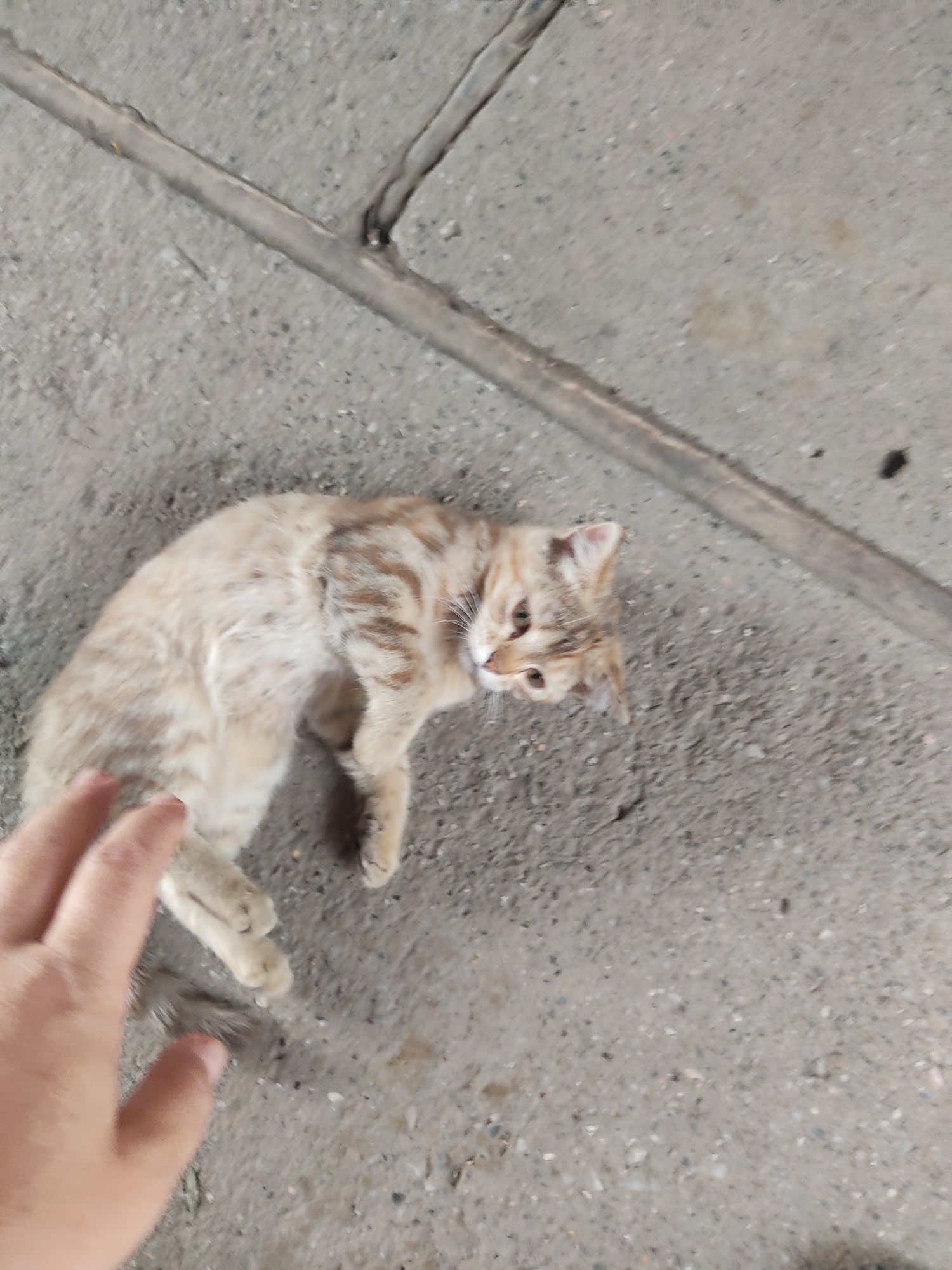 Отдам котенка в добрые руки
