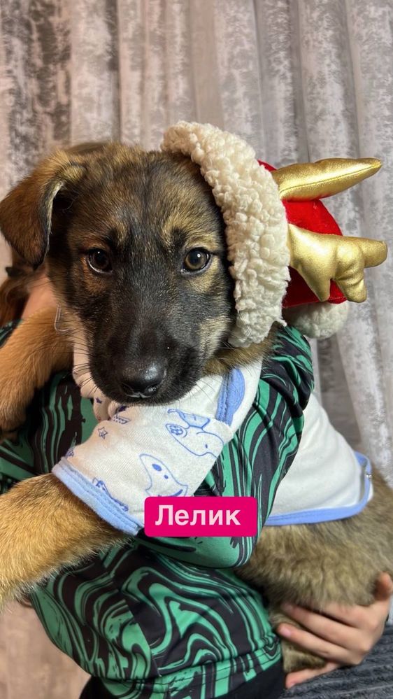 Щенки в поиске дома в лучшие семьи на цепь не отдаем