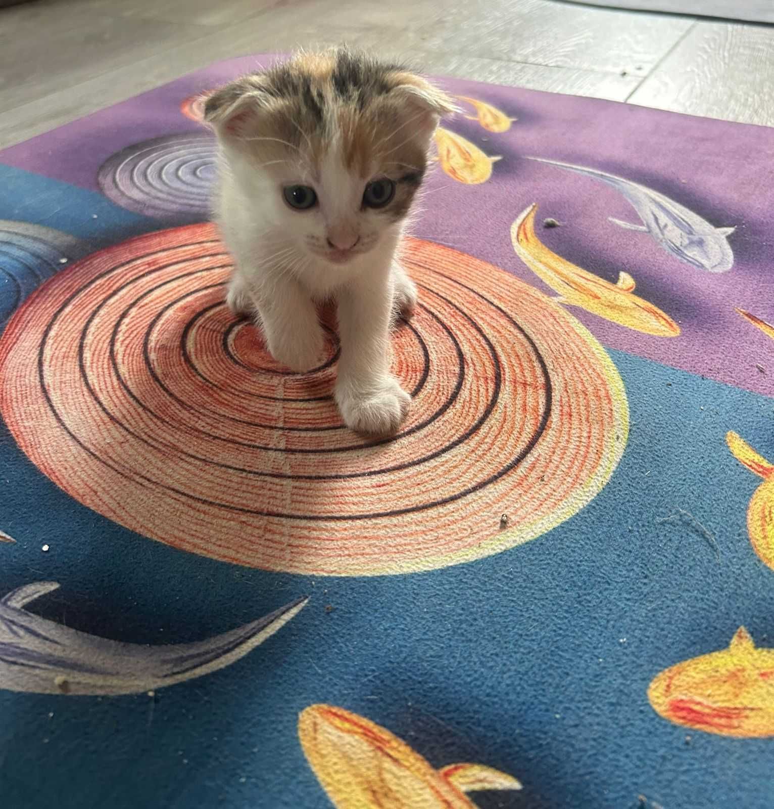 продам котят вислоухих
