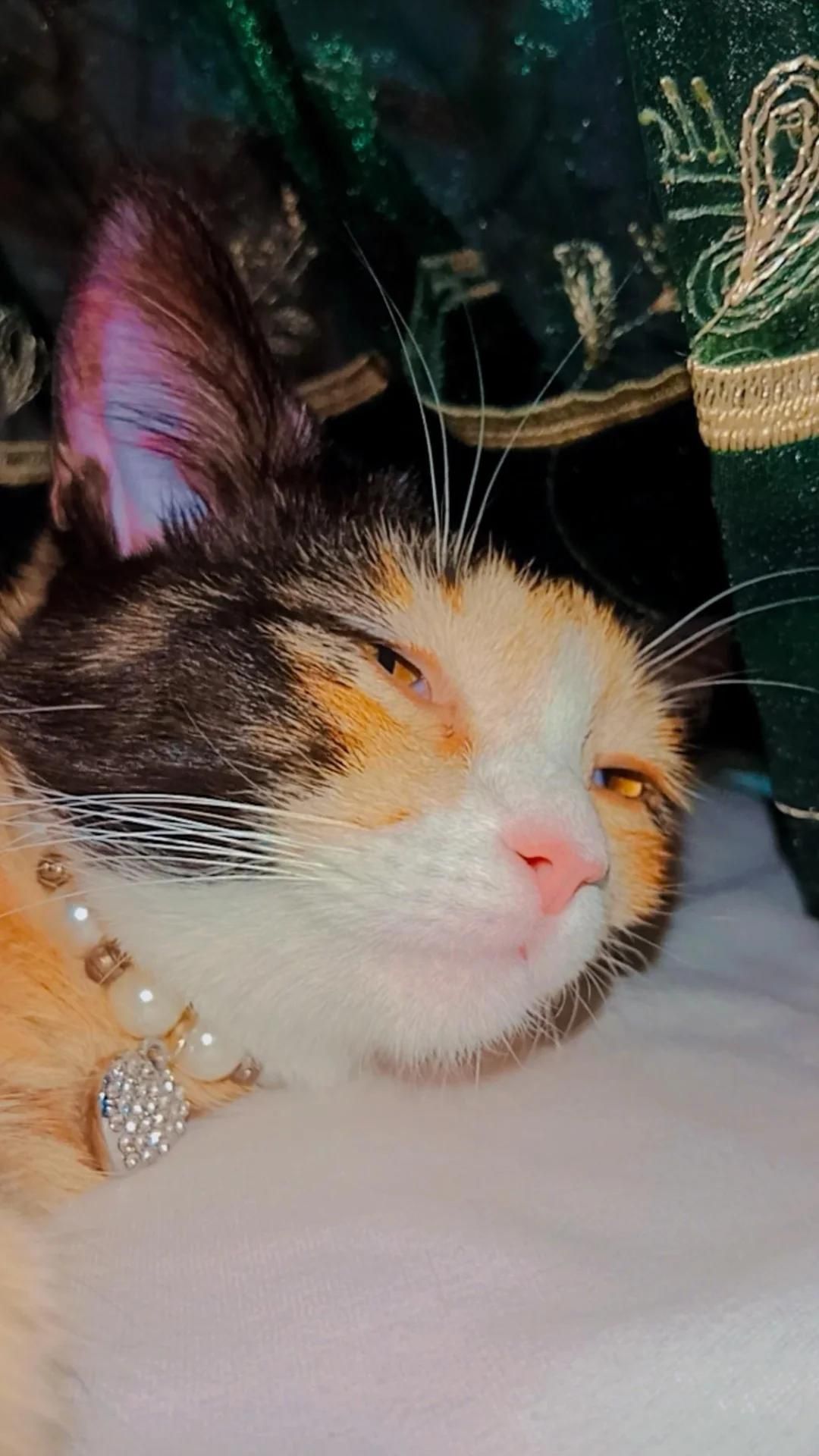 Хэппи ищет дом. Котёнок
