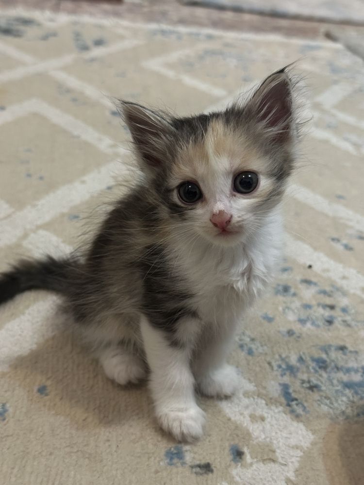 Котята в хорошие руки бесплатно