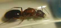 Муравьи Огромные Красные Camponotus turkestanicus