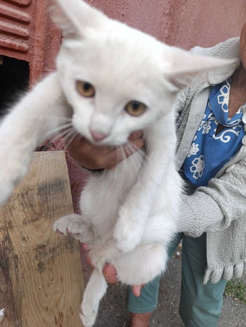 Котенок в ответственные руки