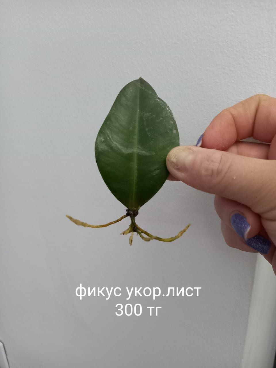 Продам или обменяю комнатные цветы