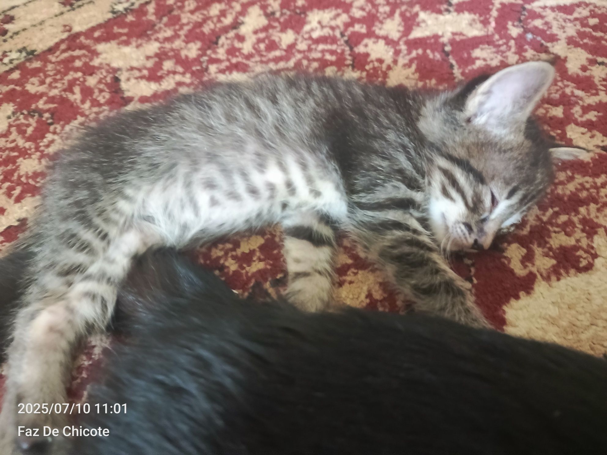 Отдам котят в хорошие руки