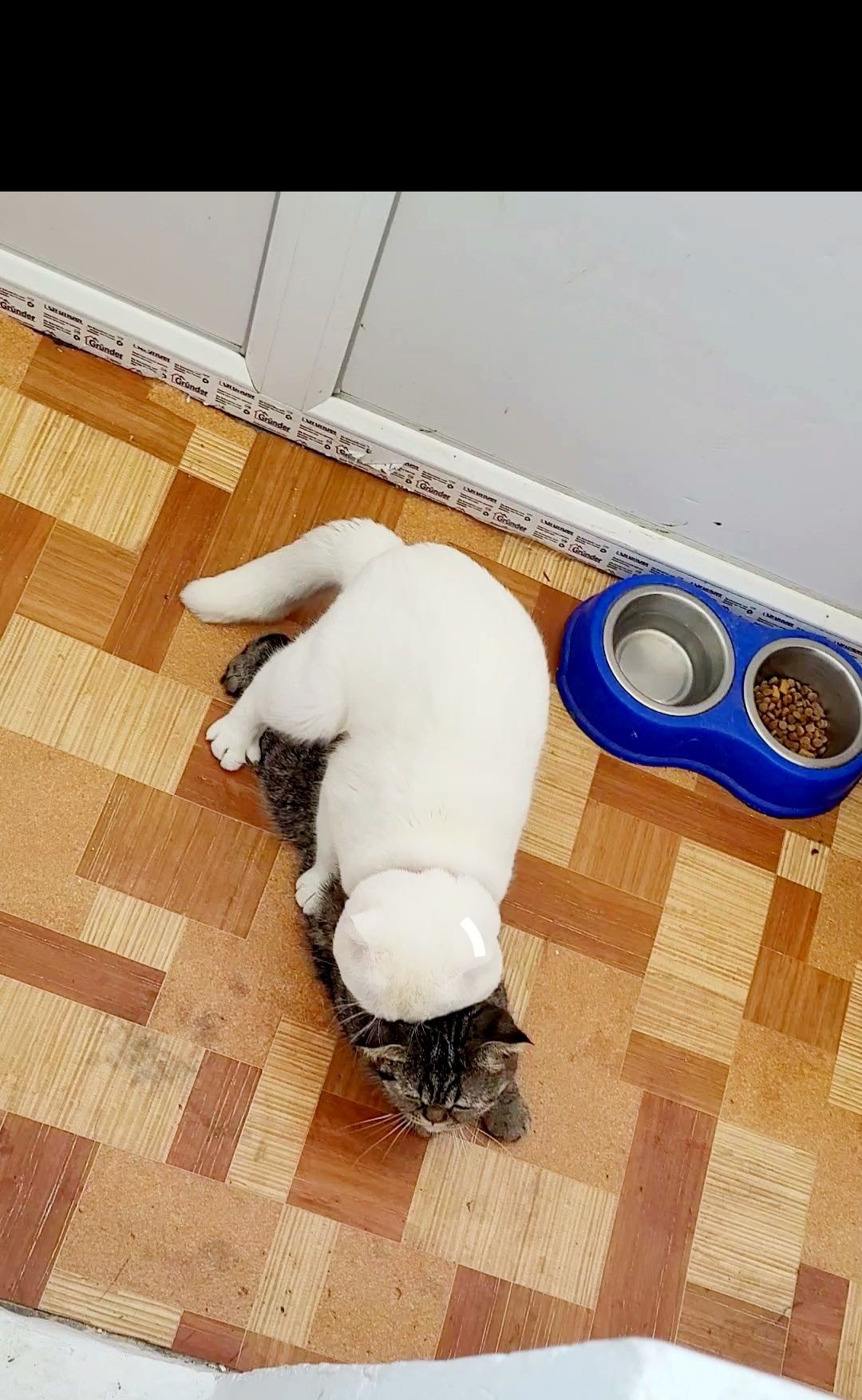 Вязка кот шотландский вислоухий белоснежный