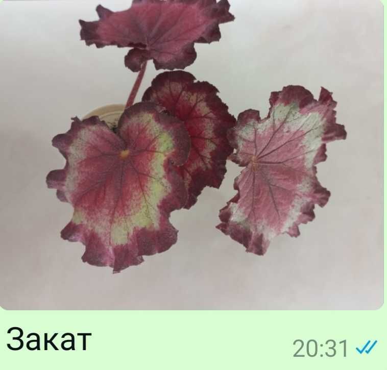 Бегония  разные виды