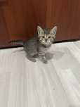 Котенок бесплатно